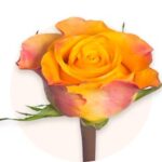 Rose Arancioni