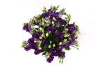 helene Lisianthus