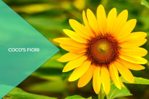 Che significato ha il girasole?