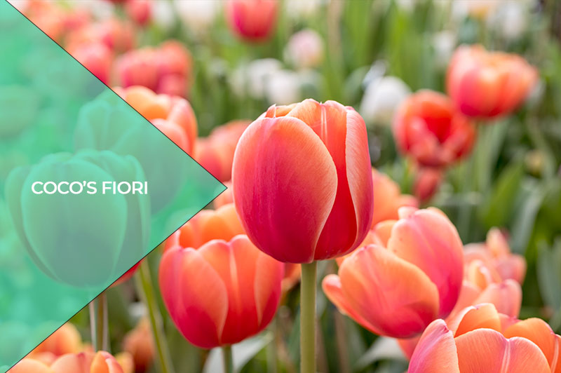 Che significato ha il tulipano?