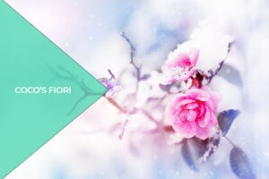 fiori invernali quali scegliere