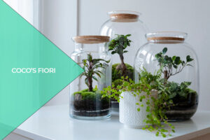 Terrario ed ecosistema: come farli e dove comprarli
