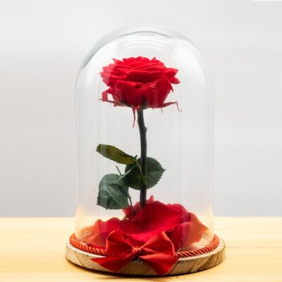 Rosa Rossa stabilizzata in teca di vetro