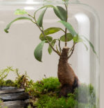 TERRARIO-BONSAI-FICUS-GINSENG-ODISSEA-p2