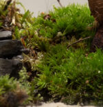 TERRARIO-BONSAI-FICUS-GINSENG-p3