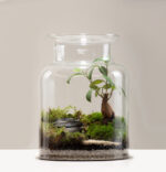 TERRARIO-BONSAI ficus