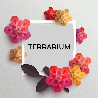 Terrarium Roma