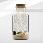 Marimo in teca
