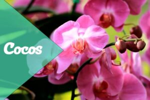 Significato e simbolismo delle orchidee phalaenopsis