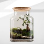 Terrario Bonsai ficus ginseng