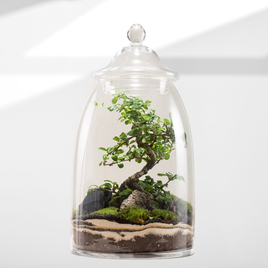 Terrarium ecosistema in vetro grande, vendita online