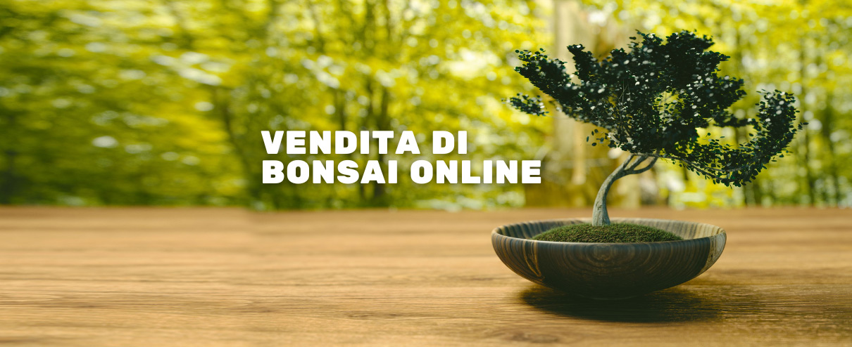vendita bonsai roma