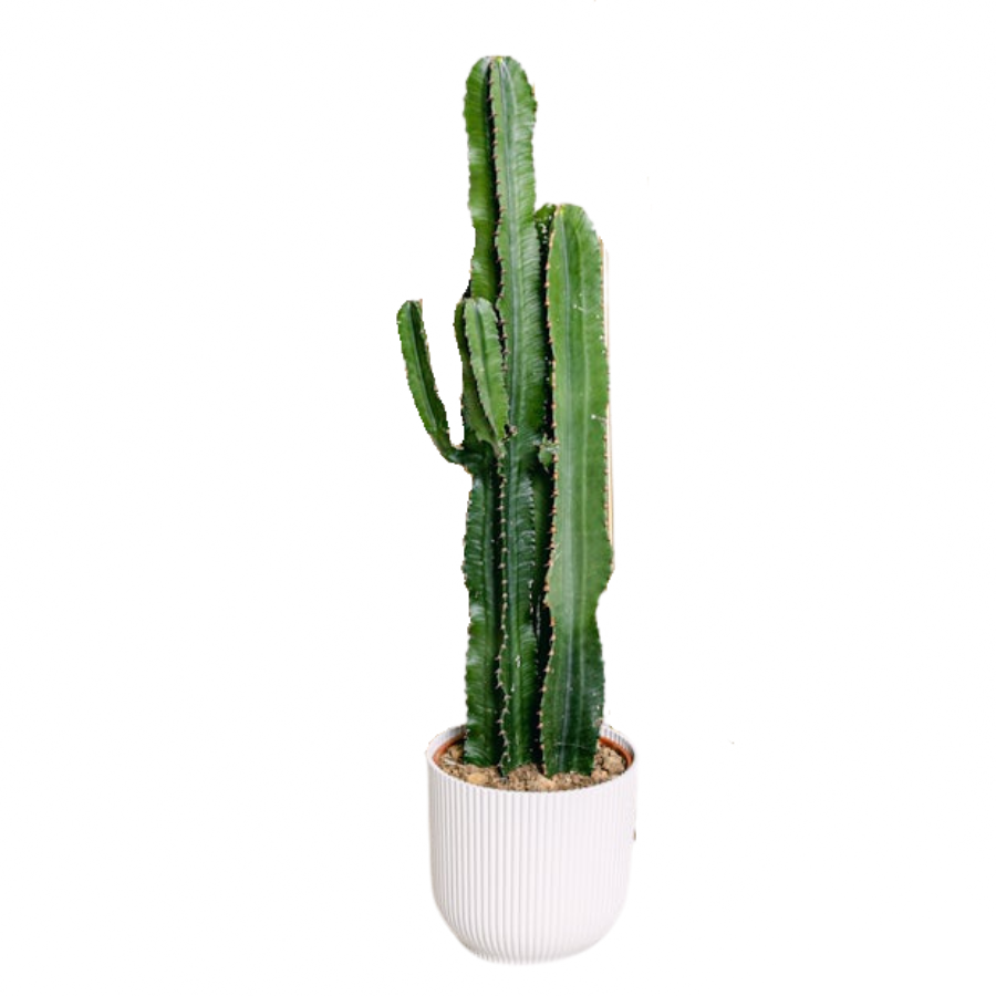 Pianta Cactus Cereus Peruvianus