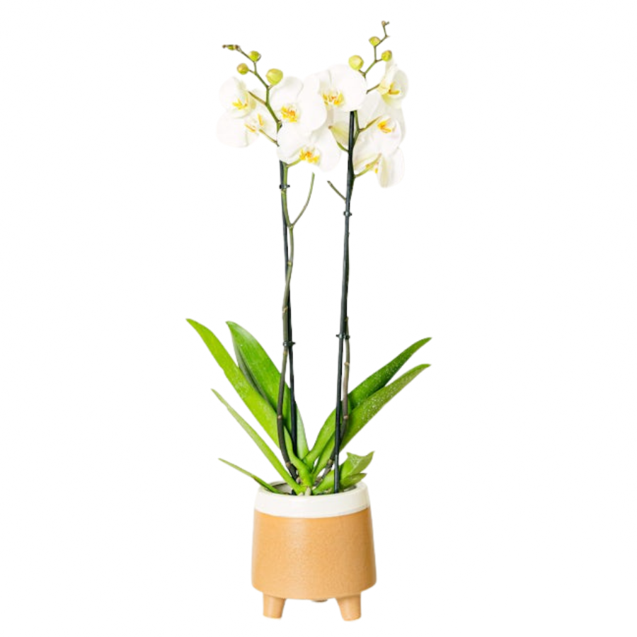 Orchidea Phalaenopsis bianca due rami
