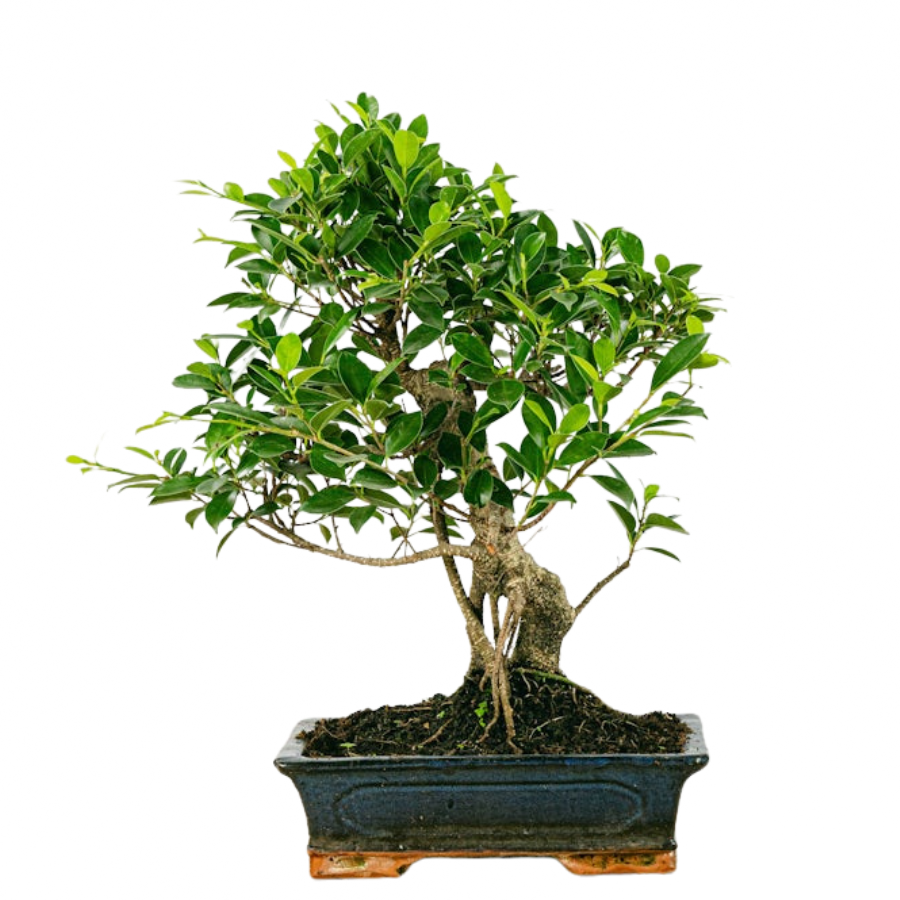 Bonsai di Ficus Microcarpa